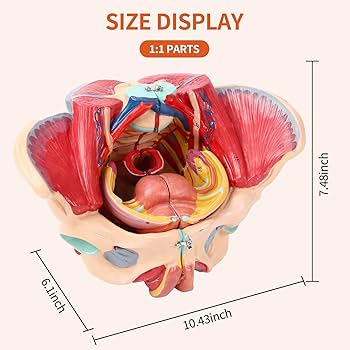ANATOMY - FEMALE 解剖学模型 4D立體模型-女性生殖系統賽先生科學工廠